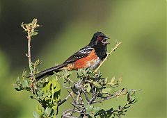 Spotted Towhee